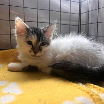 Chicka Chicka C12576 -  Domestic Medium Hair Cat for Adoption - Chicka Chicka C12576 | PetCurious