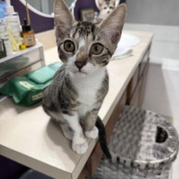 Hector JT -  Domestic Short Hair Cat for Adoption in Tampa, Florida - Hector JT | PetCurious