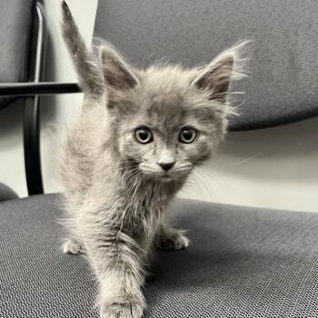 Potato Salad -  Domestic Medium Hair Cat for Adoption in Allentown, Pennsylvania - Potato Salad | PetCurious