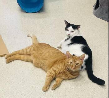 Brock & Porter -  Domestic Short Hair Cat for Adoption in Cincinnati, Ohio - Brock & Porter | PetCurious