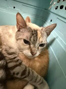 A476711 -  Domestic Short Hair Cat for Adoption in Oklahoma City, Oklahoma - A476711 | PetCurious