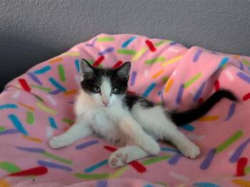 Domestic Short Hair Cats Available for Adoption in Colorado Springs, Colorado - LITTLE KING TRASHMOUTH | PetCurious