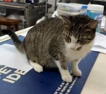 Pippa -  Tabby and Devon Rex Cat for Adoption in Dawson, Georgia - Pippa | PetCurious