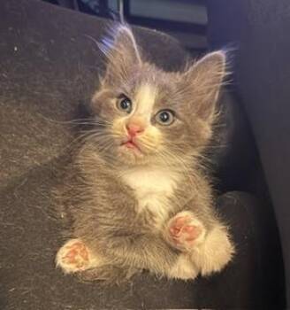 Bluey -  Domestic Short Hair Cat for Adoption in Southern Pines, North Carolina - Bluey | PetCurious