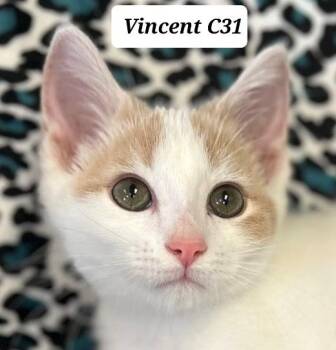 Vincent -  Domestic Short Hair Cat for Adoption in Morganton, North Carolina - Vincent | PetCurious