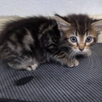Josie -  Domestic Medium Hair Cat for Adoption in Ardmore, Oklahoma - Josie | PetCurious