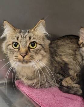 Rescue Domestic Medium Hair and Domestic Short Hair Cats for Adoption in Elmira, New York - Lemon | PetCurious