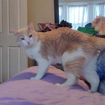 Annie -  Domestic Short Hair Cat for Adoption in York, Pennsylvania - Annie | PetCurious