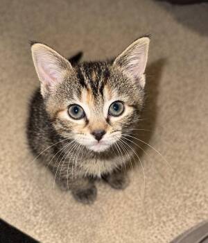 Mongo (foster cat) -  Domestic Medium Hair Cat for Adoption in Littlestown, Pennsylvania - Mongo (foster Cat) | PetCurious