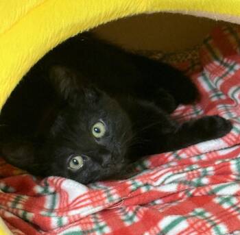 Moshu -  Domestic Short Hair Cat for Adoption in Walled Lake, Michigan - Moshu | PetCurious