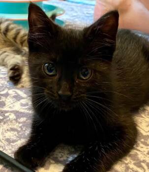 Gia -  Domestic Short Hair Cat for Adoption in Fort Mill, South Carolina - Gia | PetCurious
