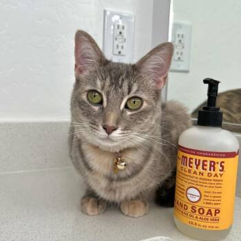 Rescue Domestic Short Hair Cats for Adoption in Chandler, Arizona - Momo Anderson | PetCurious