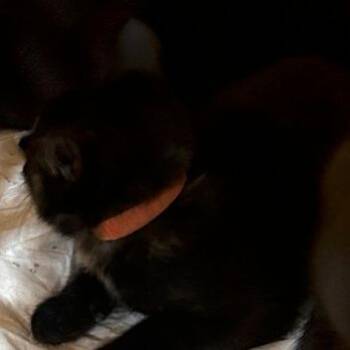 8B Ahsoka Roswell -  Domestic Short Hair Cat for Adoption in Denver, Colorado - 8B Ahsoka Roswell | PetCurious