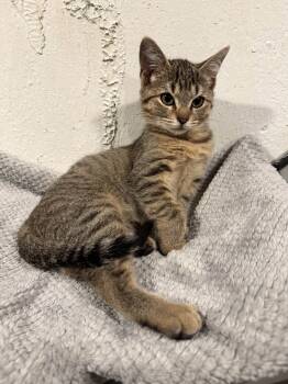 Rescue Domestic Short Hair Cats for Adoption in Wyoming, Michigan - Sterling | PetCurious