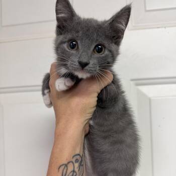 Lulu -  Domestic Short Hair Cat for Adoption in Columbia, South Carolina - Lulu | PetCurious