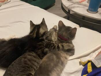 Butch Cassidy aka Butch -  Tabby and Domestic Short Hair Cat for Adoption in Richardson, Texas - Butch Cassidy Aka Butch | PetCurious