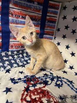 Rescue Domestic Short Hair Cats for Adoption in Beatrice, Nebraska - Carrot | PetCurious