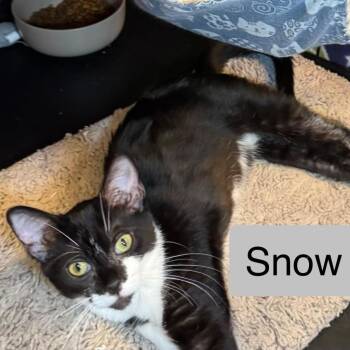 Snow -  Domestic Short Hair Cat for Adoption in Saginaw, Michigan - Snow | PetCurious