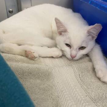 Domestic Short Hair Cats Available for Adoption - Alaska | PetCurious