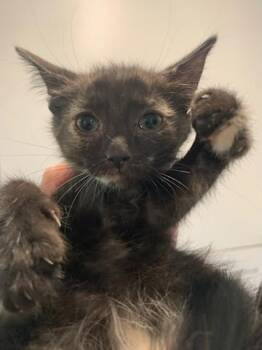 Lanie 8wks -  Tortoiseshell Cat for Adoption in London, Ontario - Lanie 8wks | PetCurious
