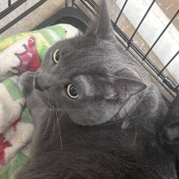 Domestic Short Hair Cats Available for Adoption - Dino | PetCurious