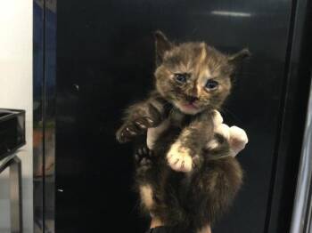NICOLE -  Domestic Short Hair Cat for Adoption in Thousand Palms, California - NICOLE | PetCurious