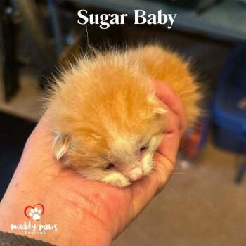Gold & Girls:  Sugar Baby -  Domestic Medium Hair Cat for Adoption in Council Bluffs, Iowa - Gold & Girls:  Sugar Baby | PetCurious