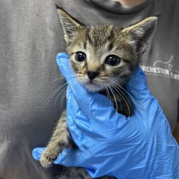 Rescue Domestic Short Hair Cats for Adoption in Summerville, South Carolina - Baldwin | PetCurious