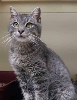 Onyx -  Domestic Short Hair Cat for Adoption in Buffalo, Minnesota - Onyx | PetCurious