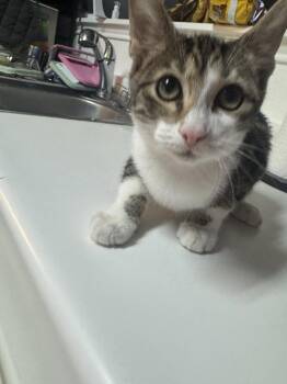 Pixie -  Domestic Short Hair Cat for Adoption in Plano, Texas - Pixie | PetCurious
