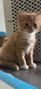 Rescue Domestic Short Hair Cats for Adoption in Ferndale, Michigan - Nugget | PetCurious