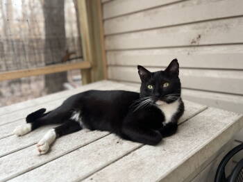 Rescue Tuxedo Cats for Adoption in Zimmerman, Minnesota - Dashel | PetCurious