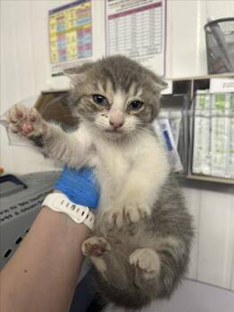 *CENTURY EGG -  Domestic Medium Hair Cat for Adoption in Woodland, California - *CENTURY EGG | PetCurious