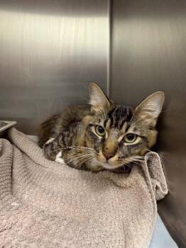 Travis -  Domestic Medium Hair Cat for Adoption in Mobile, Alabama - Travis | PetCurious