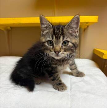 Feta -  Domestic Short Hair Cat for Adoption in Maryville, Missouri - Feta | PetCurious