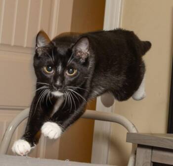 KITTEN LORD SOCK -  Tuxedo Cat for Adoption in Franklin, Tennessee - KITTEN LORD SOCK | PetCurious