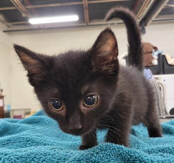 Kitten Cursor -  Domestic Short Hair Cat for Adoption in Cuyahoga Falls, Ohio - Kitten Cursor | PetCurious