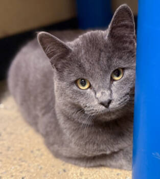 Rescue Domestic Short Hair Cats for Adoption in Baraboo, Wisconsin - Wisp | PetCurious