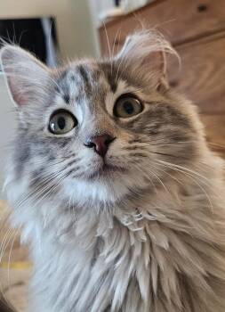 Domestic Medium Hair and Tabby Cats Available for Adoption - Sundari Rani | PetCurious