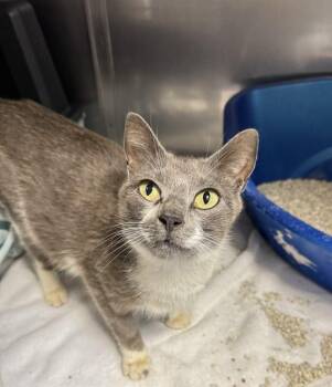 Karen from HR -  Domestic Short Hair Cat for Adoption in Statesboro, Georgia - Karen From HR | PetCurious