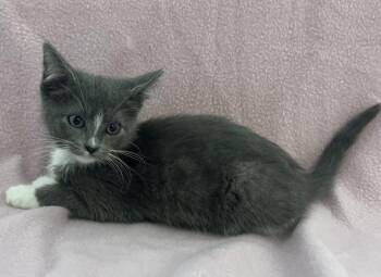 Domestic Short Hair Cats Available for Adoption in Buffalo, Minnesota - Charlie | PetCurious
