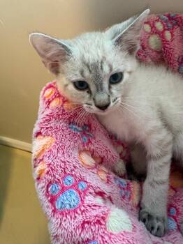 Snickers -  Domestic Short Hair and Siamese Cat for Adoption in Ogden, Utah - Snickers | PetCurious