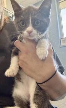 SHERIFF -  Domestic Medium Hair Cat for Adoption in Kalamazoo, Michigan - SHERIFF | PetCurious