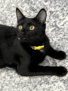 Rescue Domestic Short Hair Cats for Adoption in Romeoville, Illinois - Bibi | PetCurious