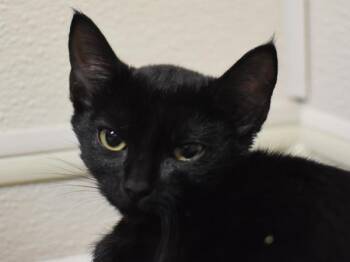 Candy -  Domestic Short Hair Cat for Adoption in Portland, Oregon - Candy | PetCurious