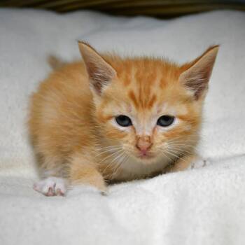 BAC-A-141980 -  Domestic Short Hair Cat for Adoption in Beaumont, Texas - BAC-A-141980 | PetCurious