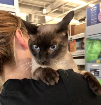 Rescue Siamese Cats for Adoption in Vacaville, California - Savvy | PetCurious