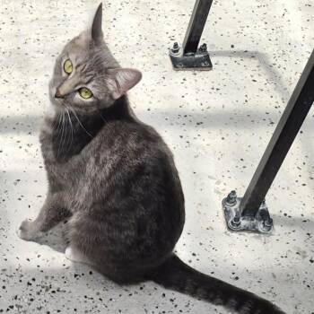 Chroma -  Domestic Short Hair Cat for Adoption in Las Cruces, New Mexico - Chroma | PetCurious
