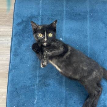 Mystic -  Domestic Short Hair Cat for Adoption in Springfield, Illinois - Mystic | PetCurious