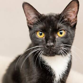 Gingko -  Domestic Short Hair Cat for Adoption in Los Angeles, California - Gingko | PetCurious